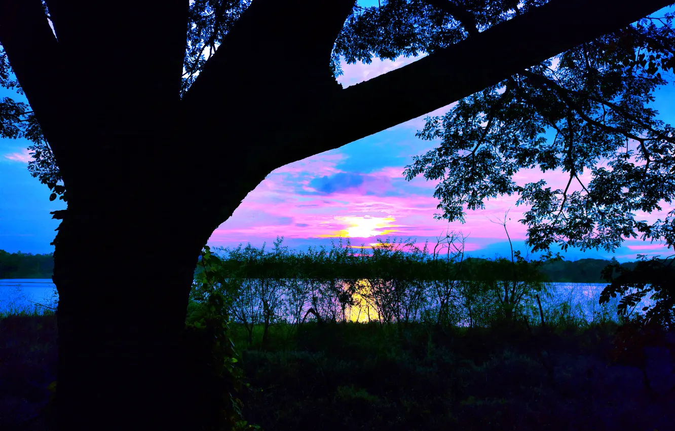 Photo wallpaper sky, trees, water, clouds, lake, morning, sun, bushes