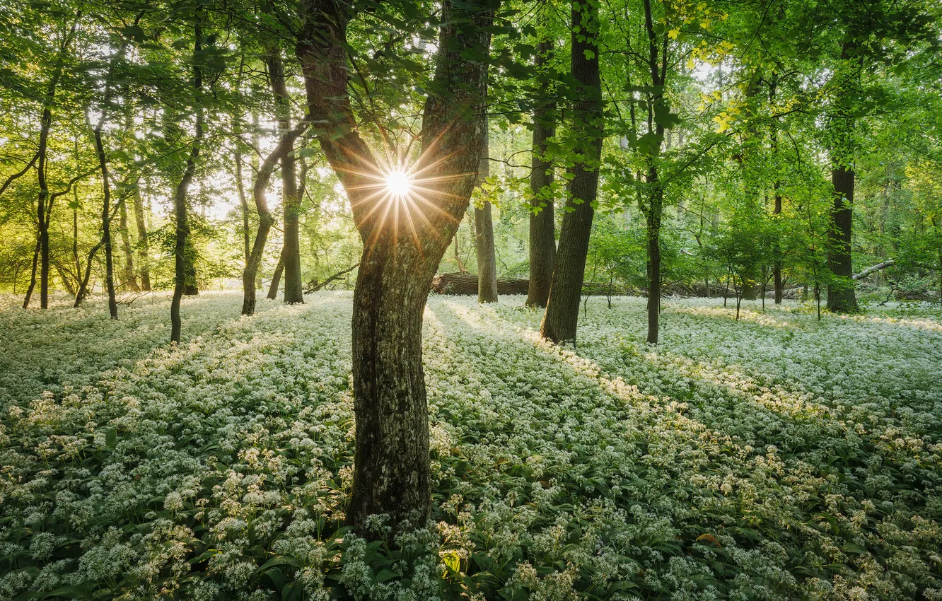 Photo wallpaper forest, the sun, rays, trees, flowers, Park, glade, spring