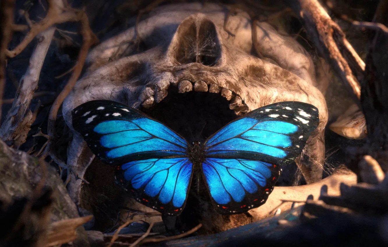 Photo wallpaper Butterfly, Skull, Teeth