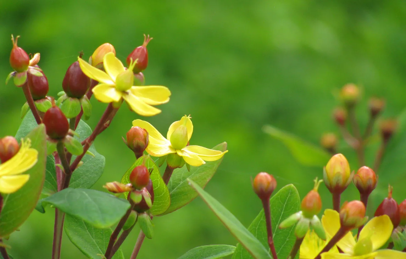 Photo wallpaper leaves, flowers, yellow, plant, red berries