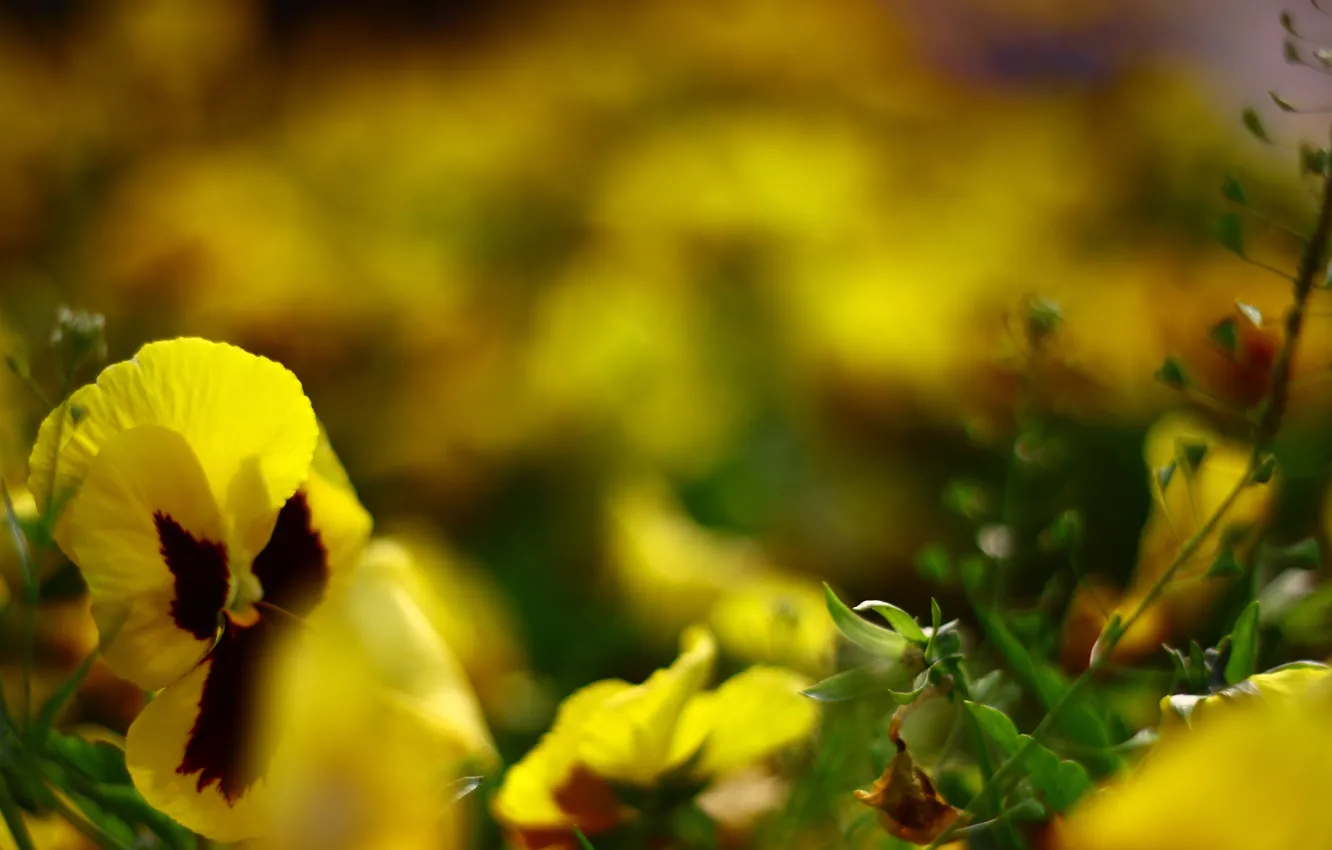 Photo wallpaper macro, flowers, yellow