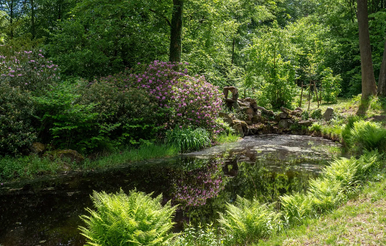 Photo wallpaper greens, grass, the sun, trees, flowers, pond, Park, stones