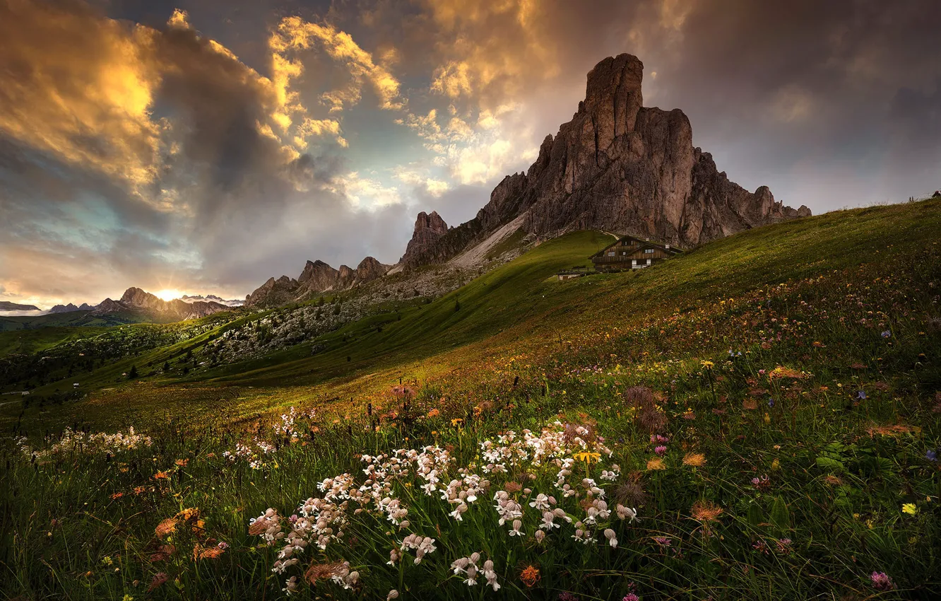 Photo wallpaper flowers, mountains, slope