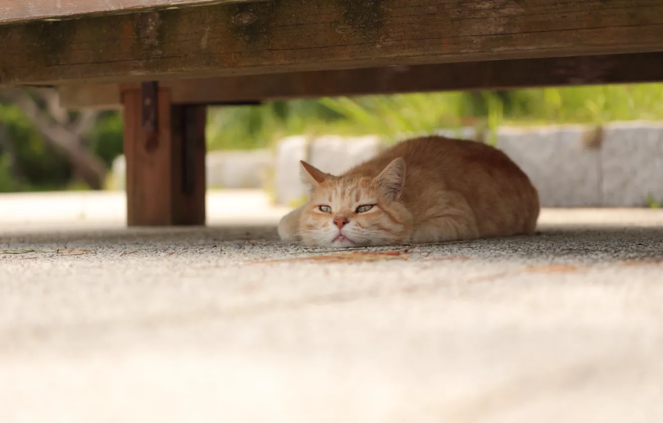 Photo wallpaper cat, look, background