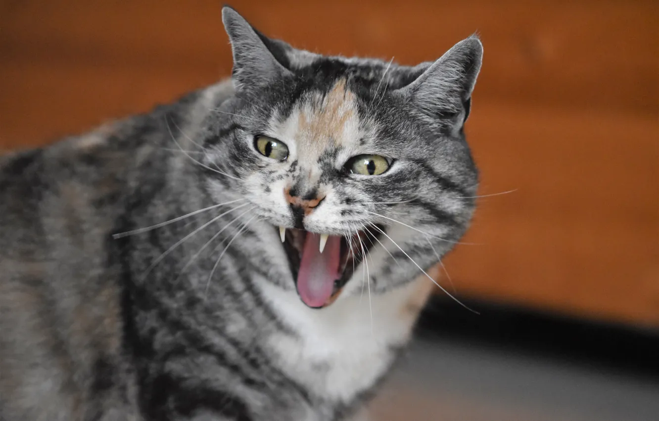 Photo wallpaper cat, cat, fangs, grin