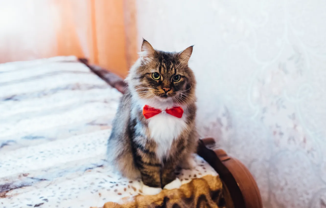 Photo wallpaper cat, fluffy, handsome, with butterfly