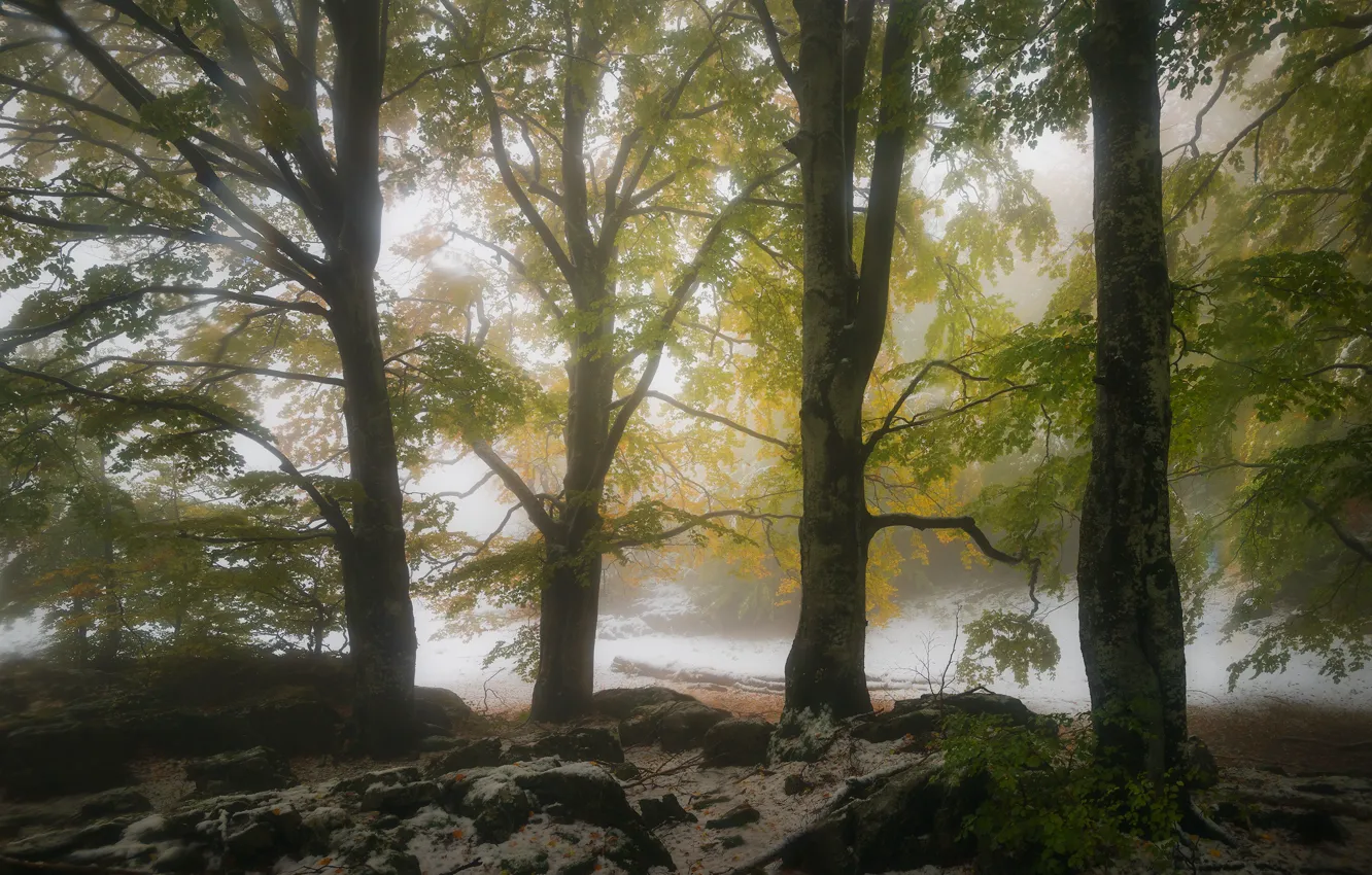 Photo wallpaper autumn, forest, snow, trees, branches, nature, fog, stones