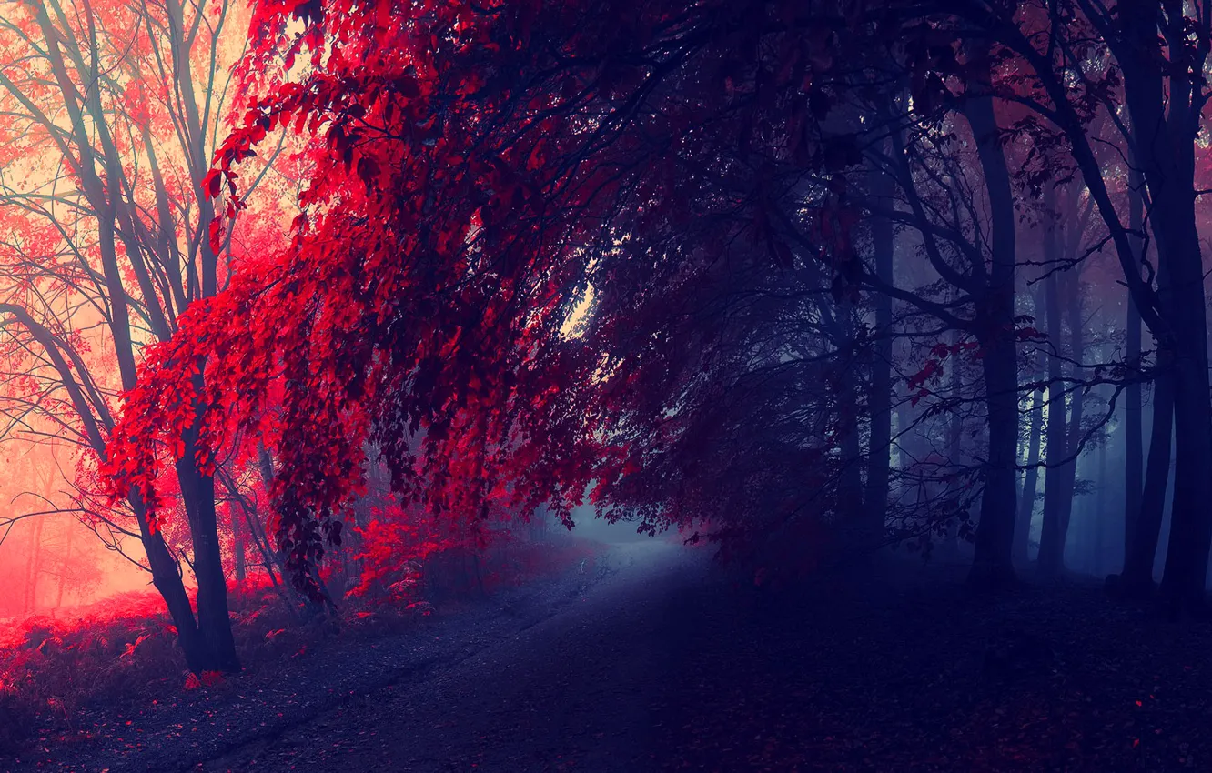 Photo wallpaper road, autumn, forest, trees, the crimson