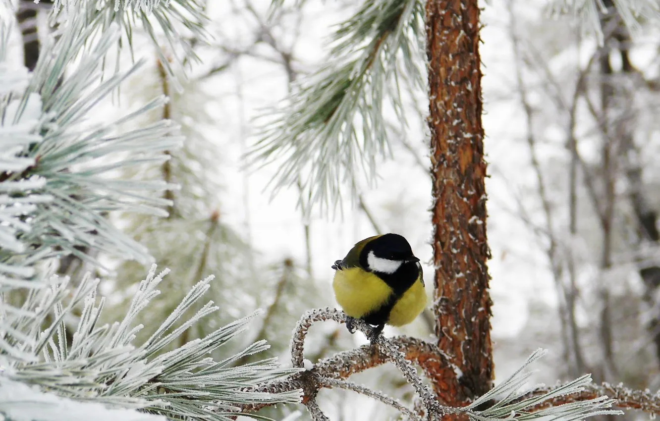 Photo wallpaper winter, frost, forest, snow, titmouse