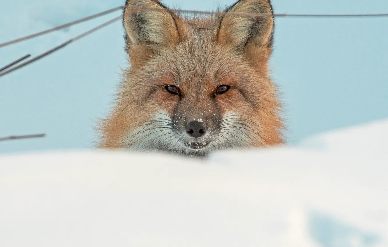 Photo wallpaper look, face, snow, Fox, red