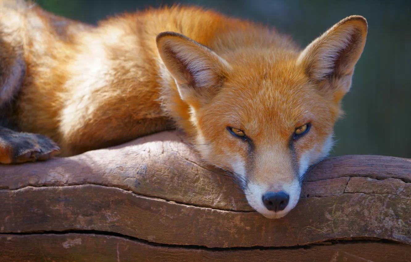 Photo wallpaper look, face, Fox, red, ears