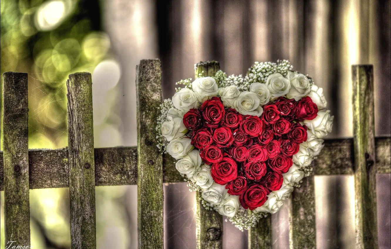 Photo wallpaper red, love, rose, flower, nature, heart, pink, flowers