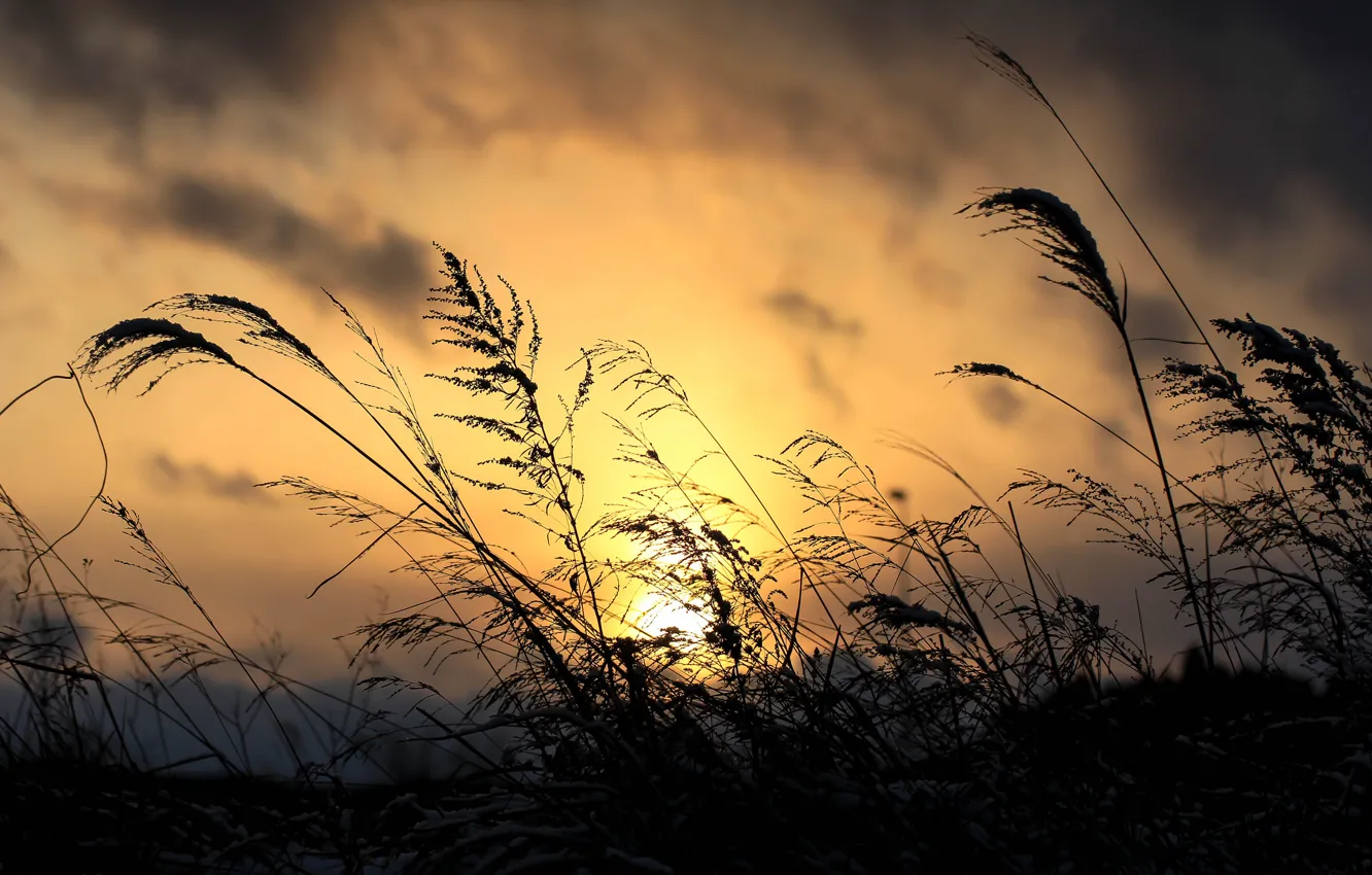 Photo wallpaper the sky, grass, clouds, macro, sunset, clouds, plant