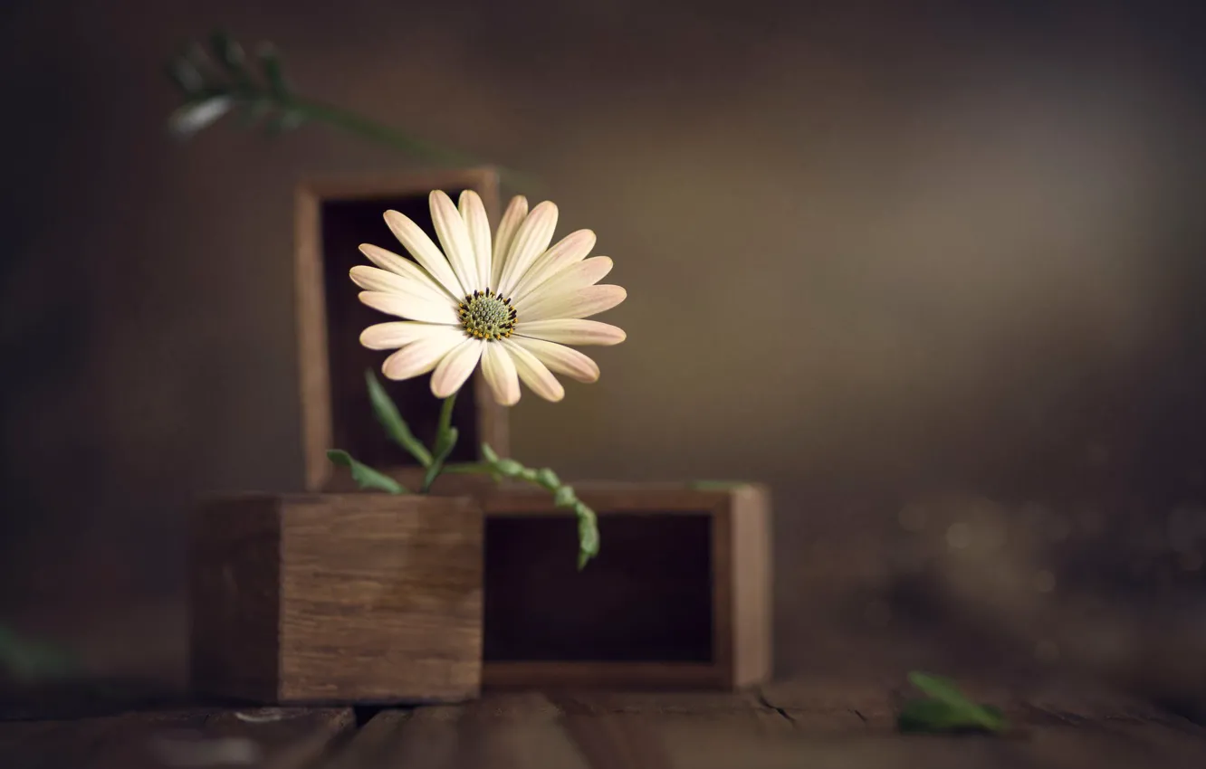 Photo wallpaper box, bokeh, Osteospermum