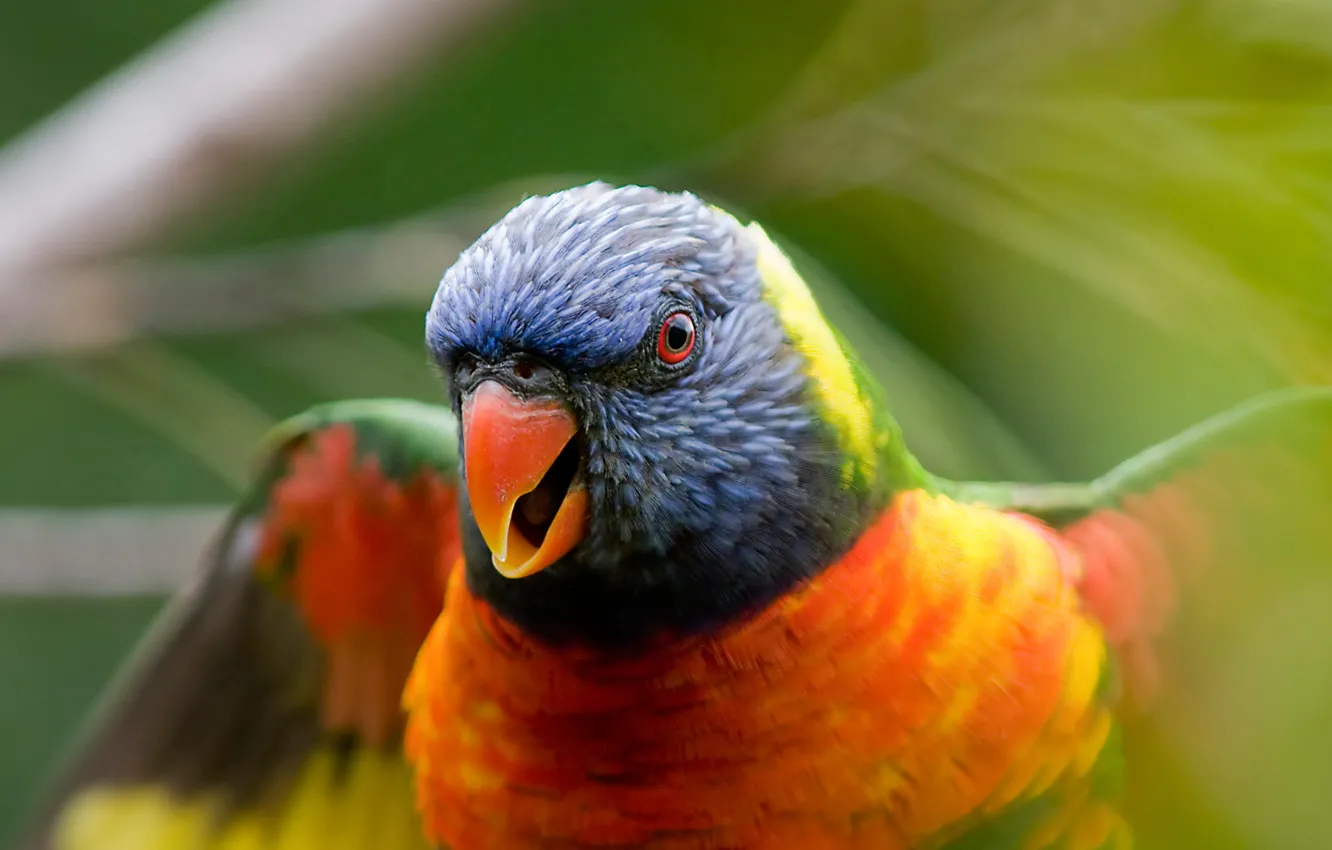 Photo wallpaper Bird, blur, parrot