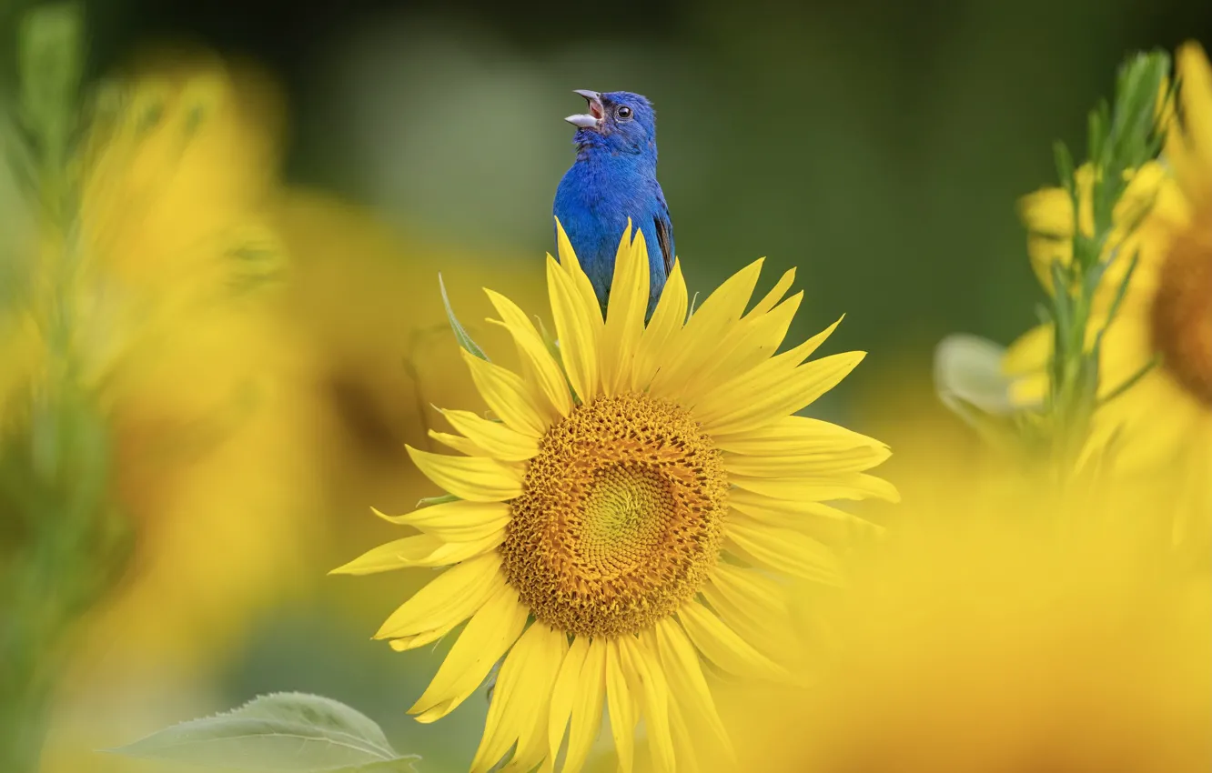 Photo wallpaper flower, bird, sunflower, blue, bokeh, Indigo sancopy cardinal