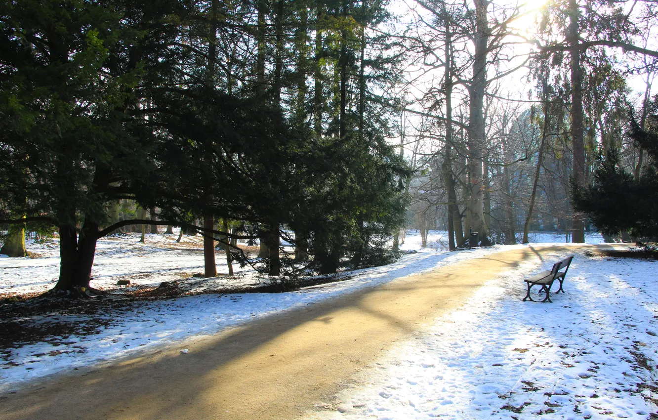 Photo wallpaper road, trees, park, winter, alley