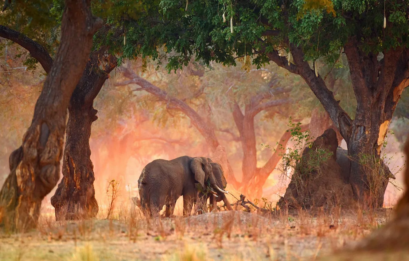 Photo wallpaper trees, nature, Africa, Zimbabwe, Mana Pools, Savannah elephant