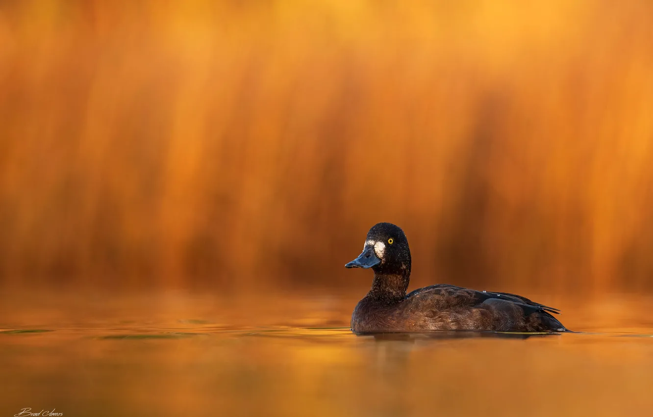 Photo wallpaper duck, St. John's, background, bokeh, Canada, water, bird, Newfoundland & Labrador