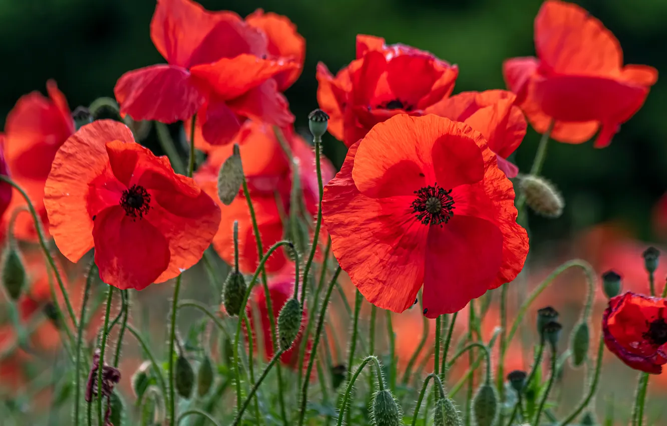 Photo wallpaper flowers, Maki, bokeh