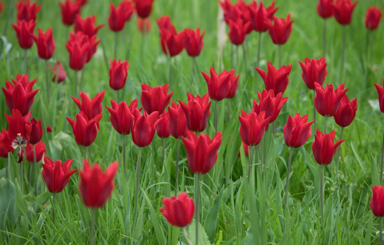 Photo wallpaper greens, grass, flowers, spring, tulips, red, flowerbed, a lot