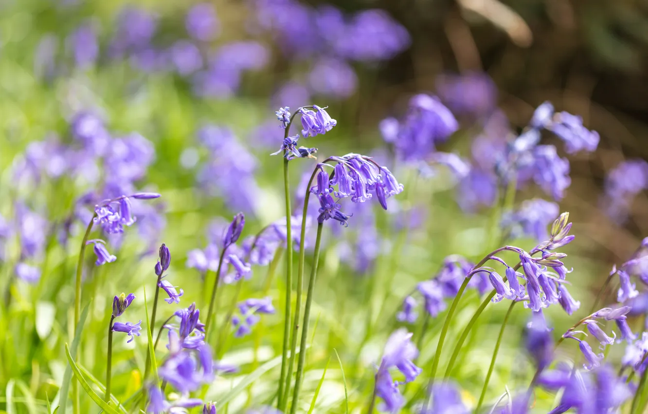 Photo wallpaper flowers, glade, spring, bells, stems, lilac, bokeh