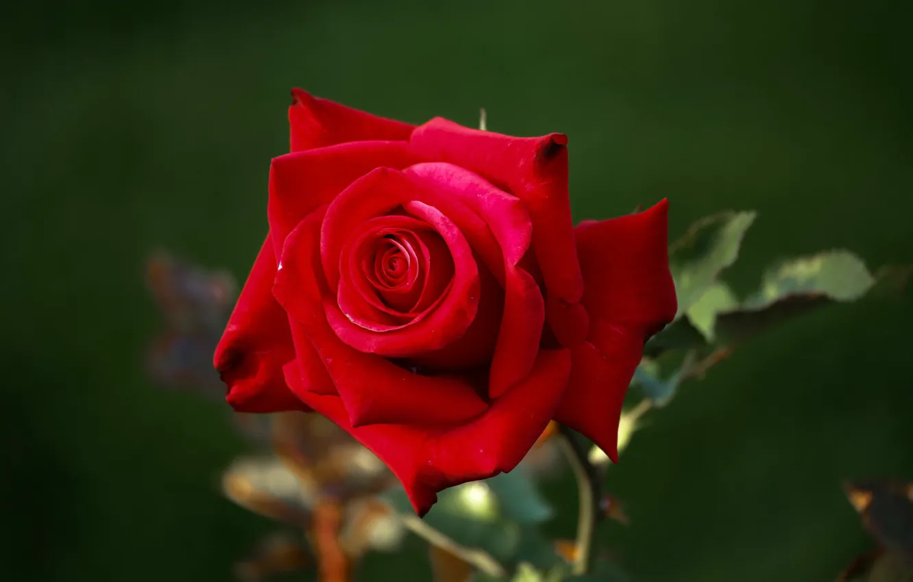 Photo wallpaper close-up, blurred background, scarlet rose
