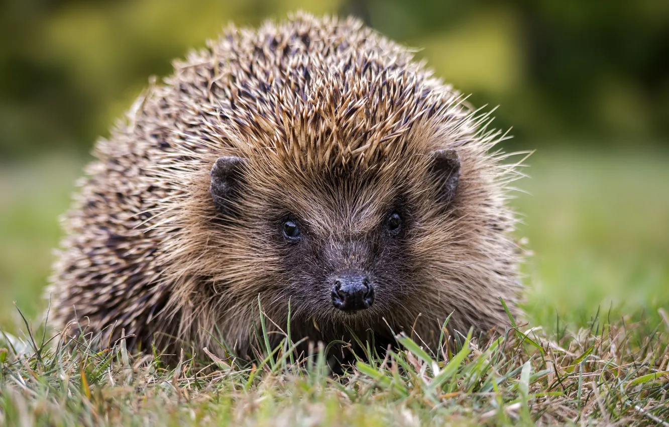 Photo wallpaper grass, muzzle, hedgehog