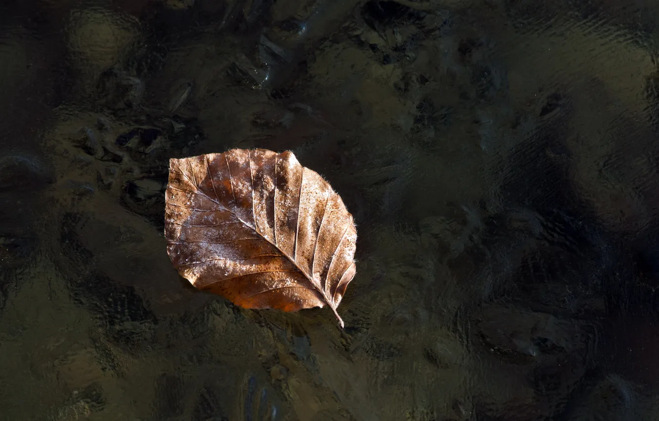 Photo wallpaper water, surface, background, ruffle, SHEET.LEAF
