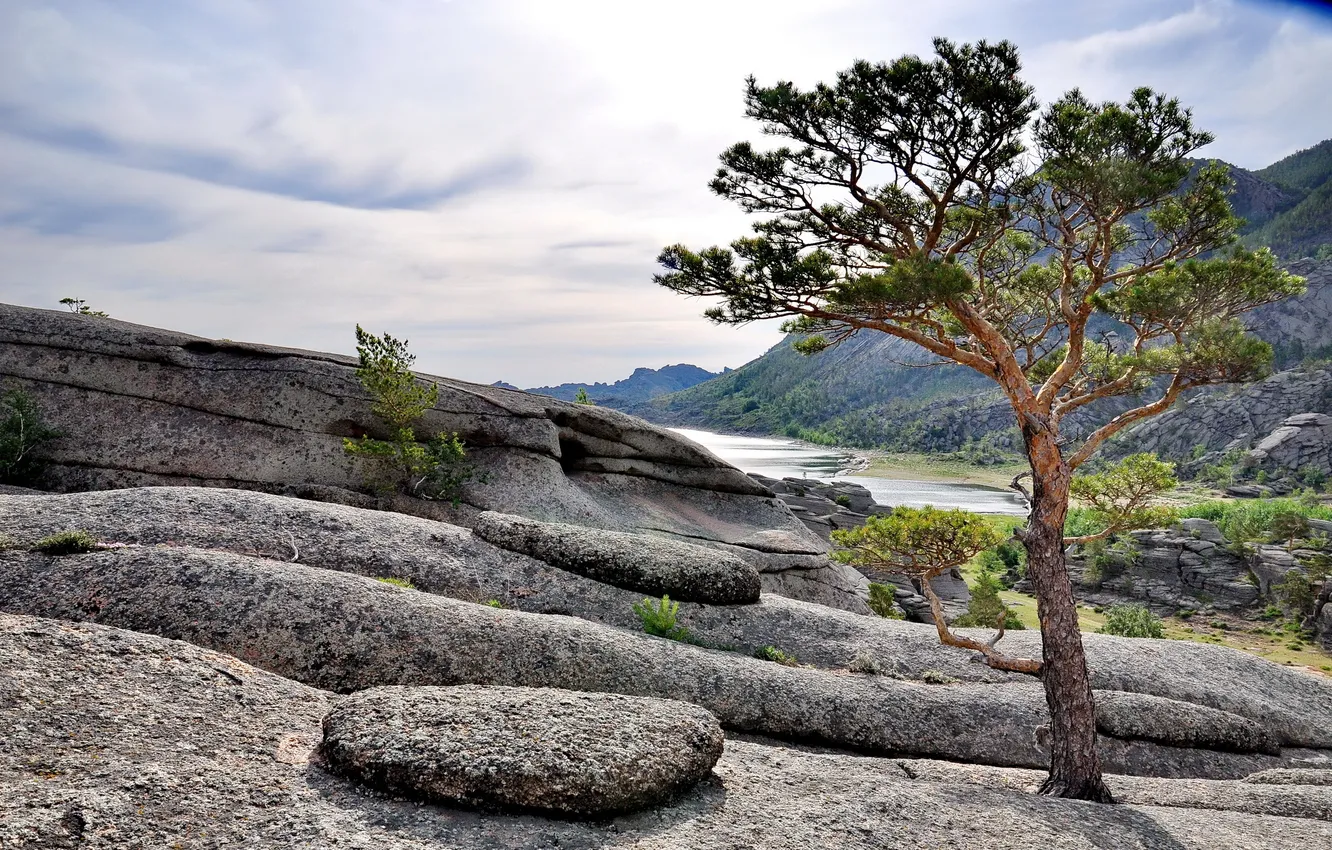 Photo wallpaper trees, landscape, mountains