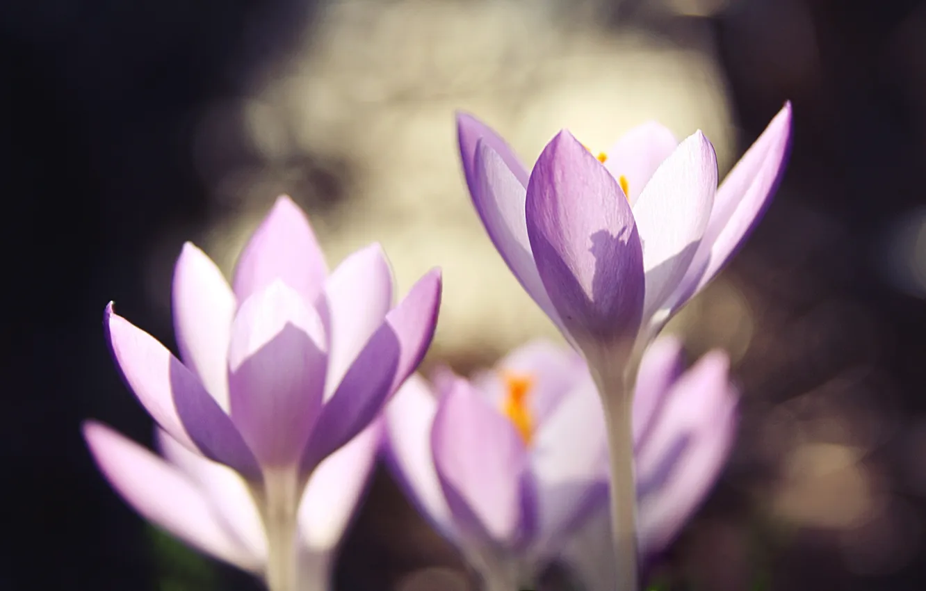 Photo wallpaper macro, flowers, spring, petals, blur, crocuses, lilac