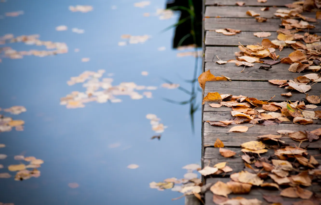 Photo wallpaper autumn, leaves, water, bridge