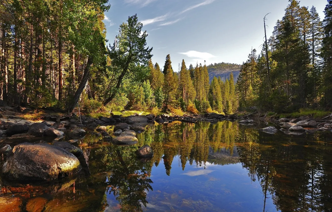 Photo wallpaper forest, trees, nature, pond