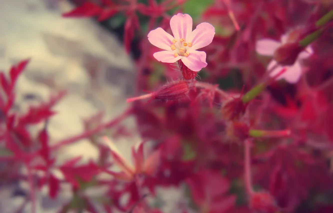 Photo wallpaper macro, flowers, nature