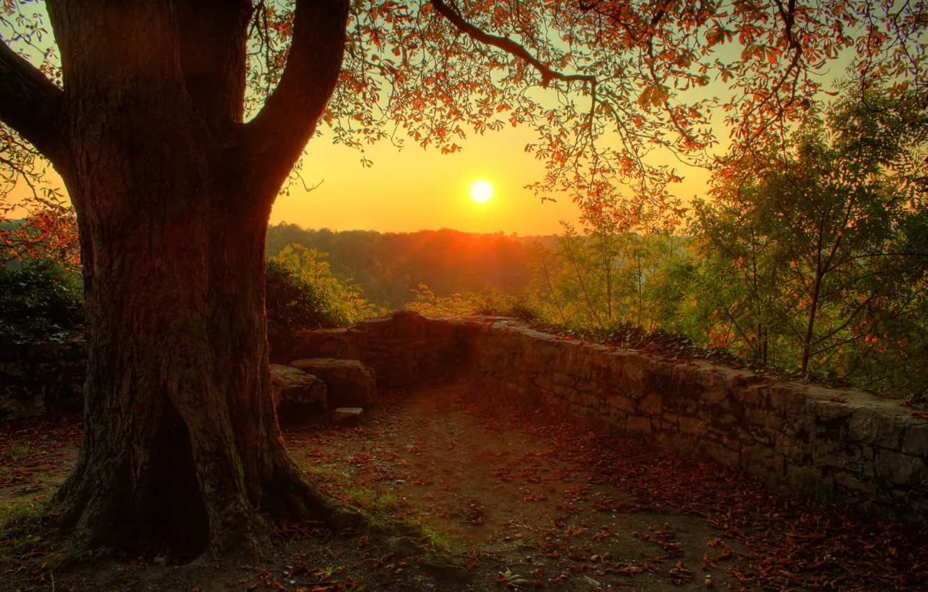Photo wallpaper the sun, trees, nature, mood