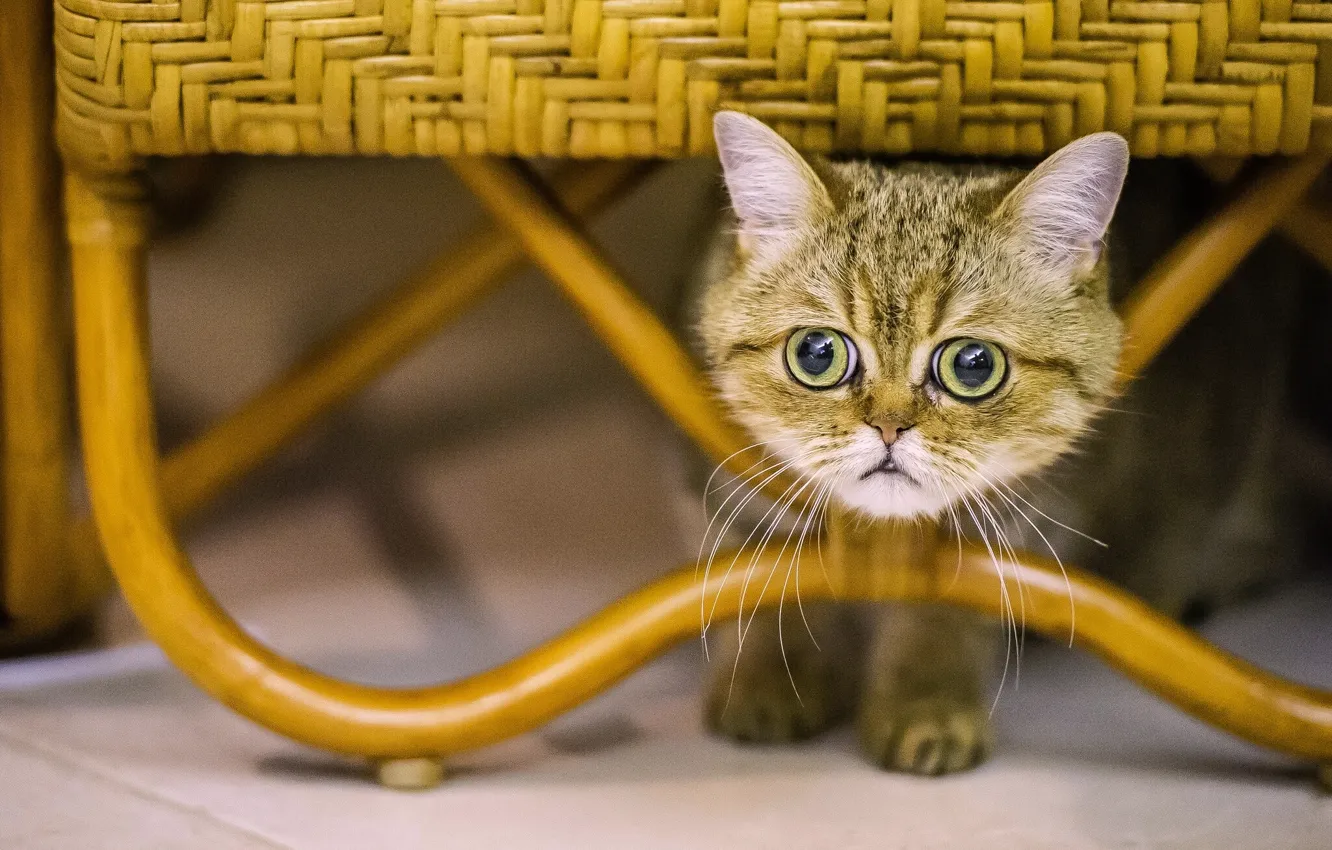 Photo wallpaper cat, cat, look, muzzle, eyes, exotic, Exotic Shorthair