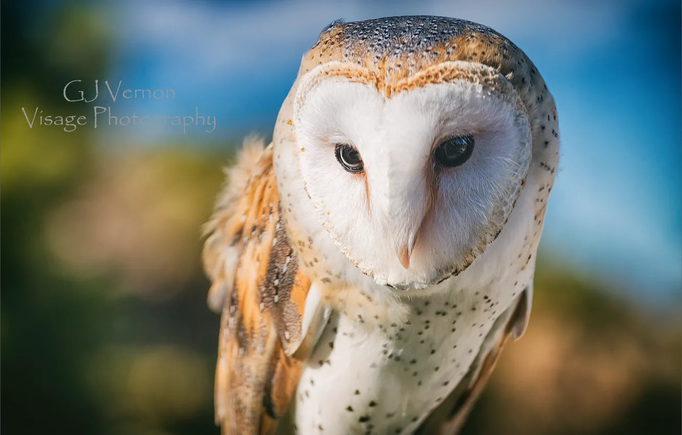 Photo wallpaper owl, bird, GJ-Vernon