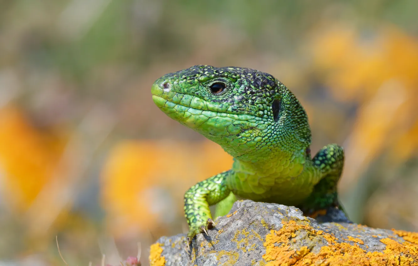 Photo wallpaper green, lizard, reptile