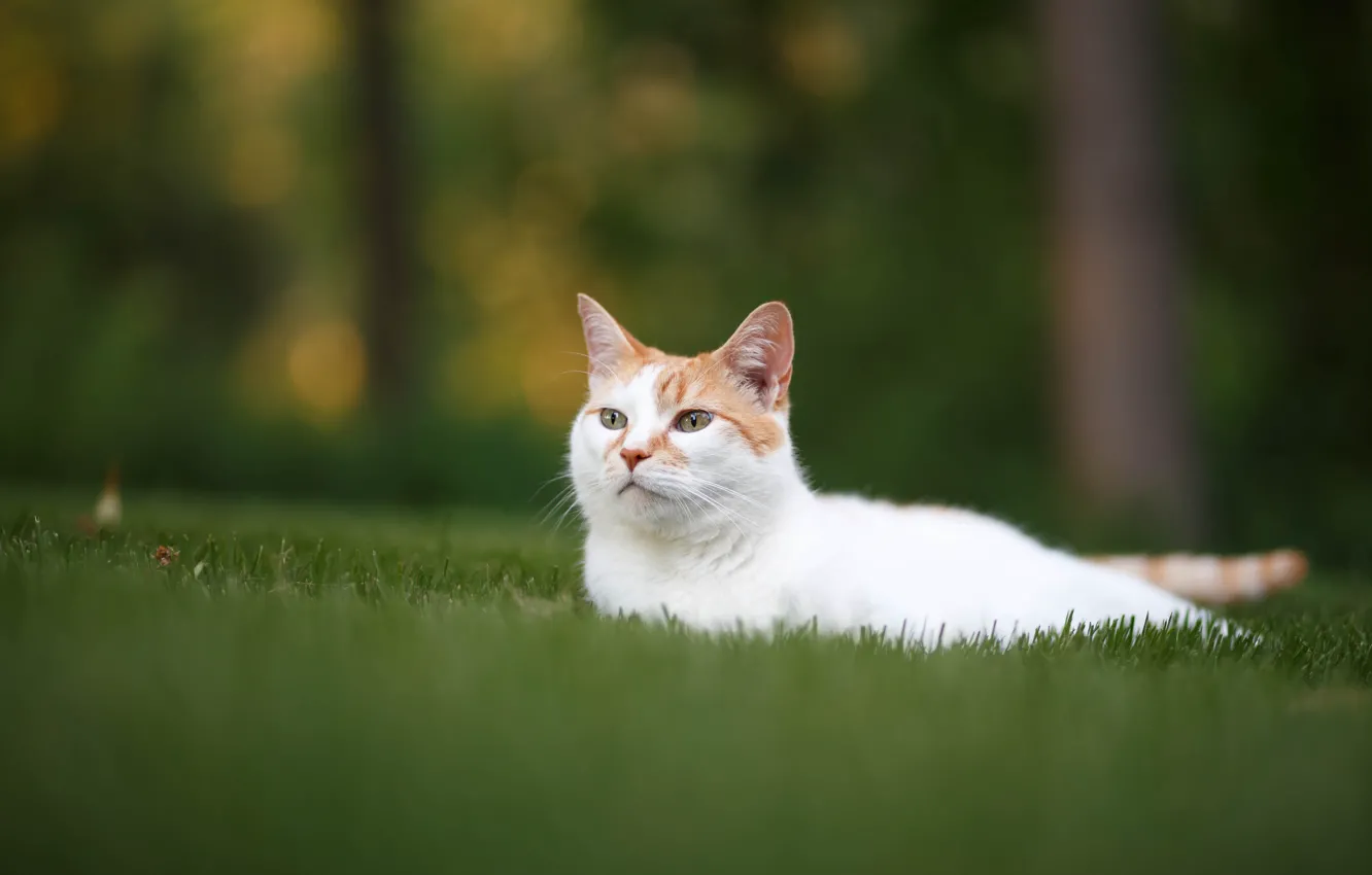 Photo wallpaper cat, grass, stay, muzzle, lawn, cat