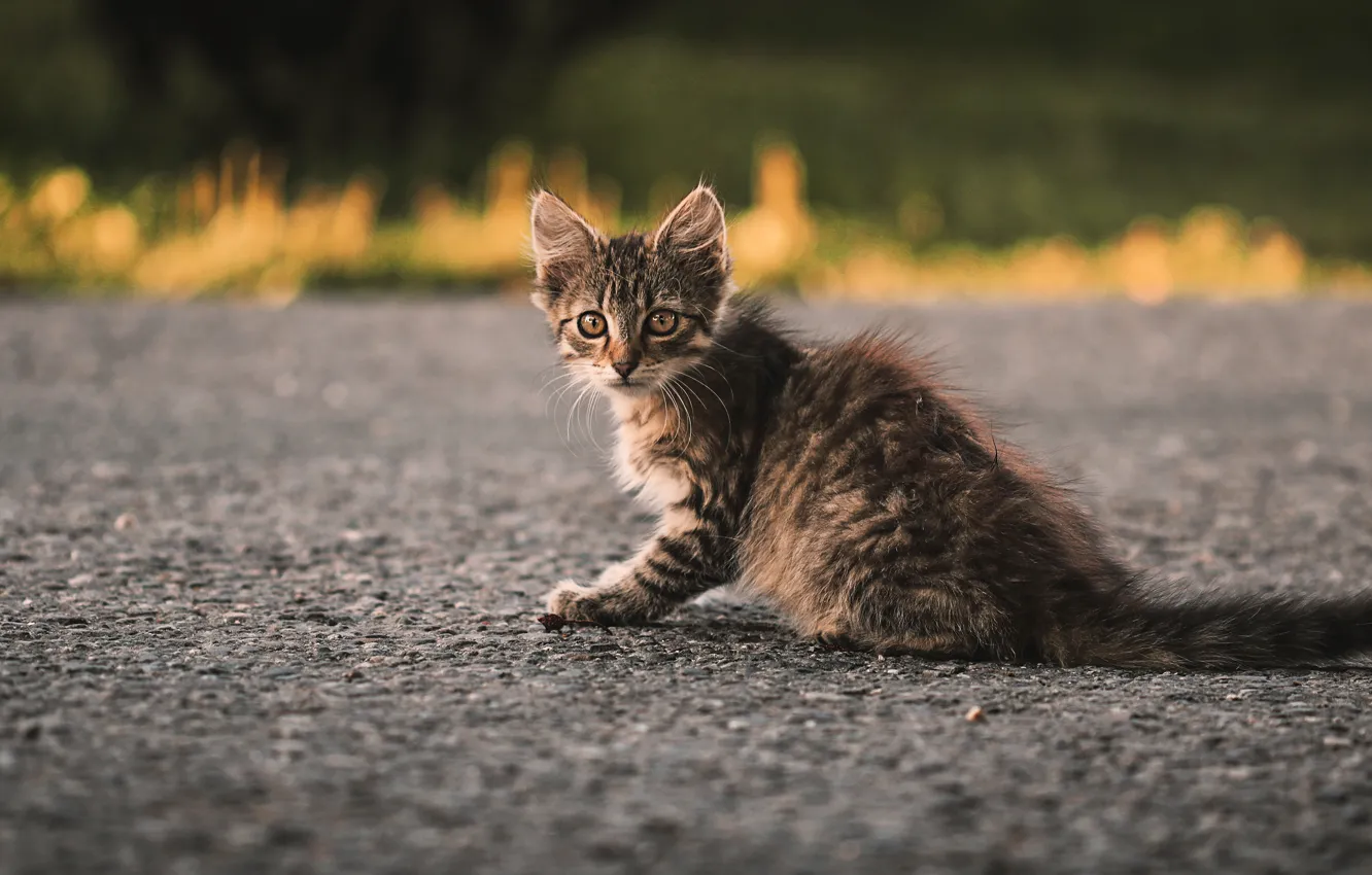Photo wallpaper road, cat, look, asphalt, kitty, grey, background, baby