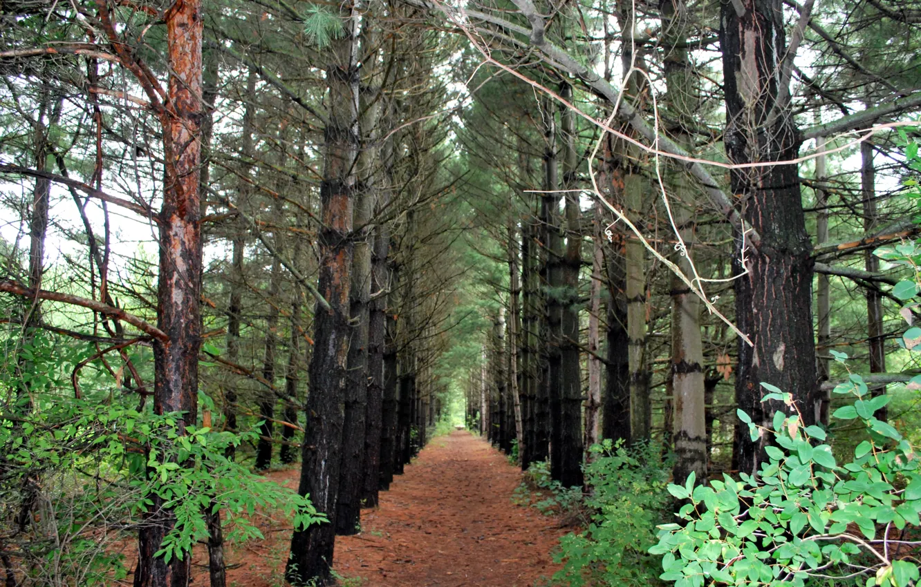 Photo wallpaper trail, Forest, pine, forest, the ranks, path, pines