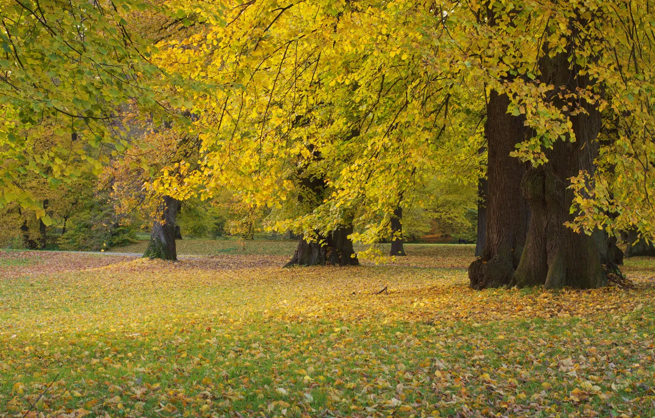 Photo wallpaper autumn, forest, grass, leaves, trees, Park