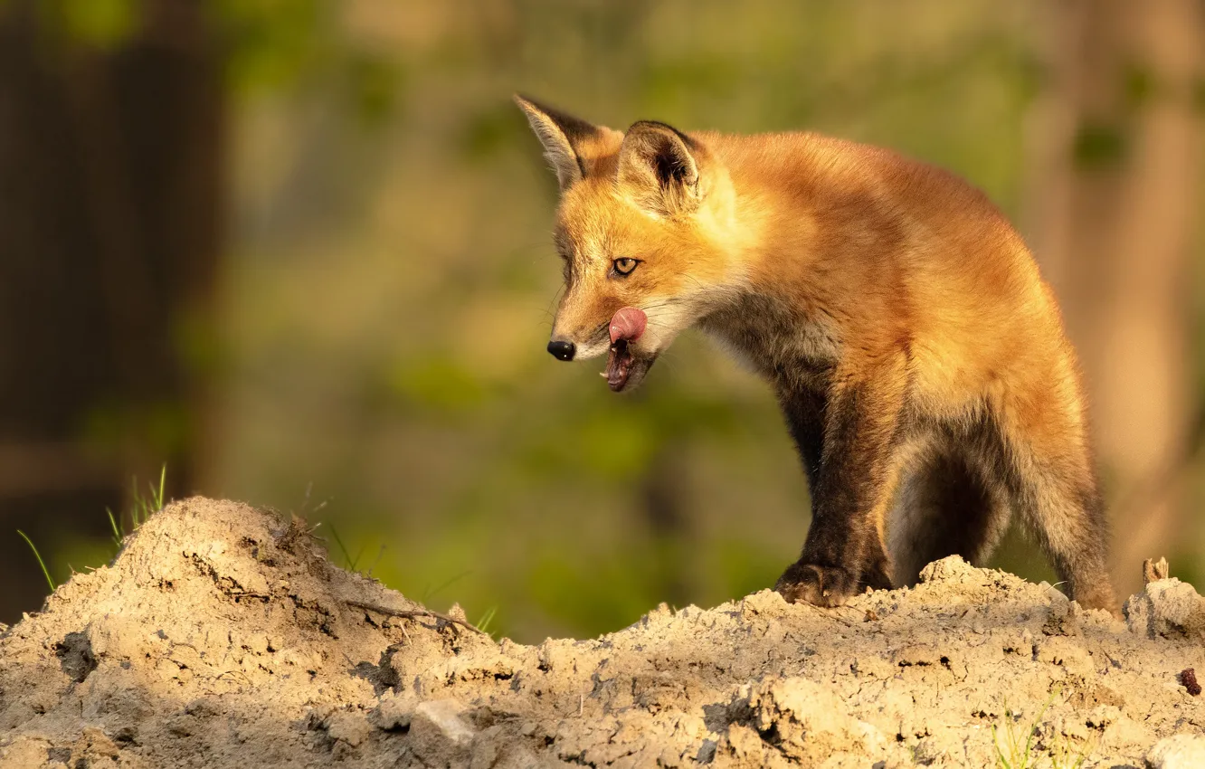 Photo wallpaper language, light, pose, Fox, Fox