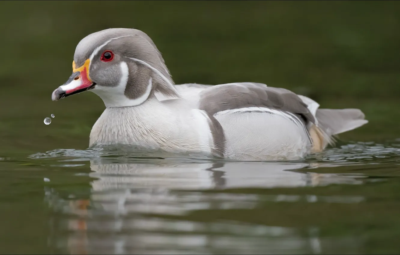 Photo wallpaper animal, bird, duck, animals, nature, bird, duck