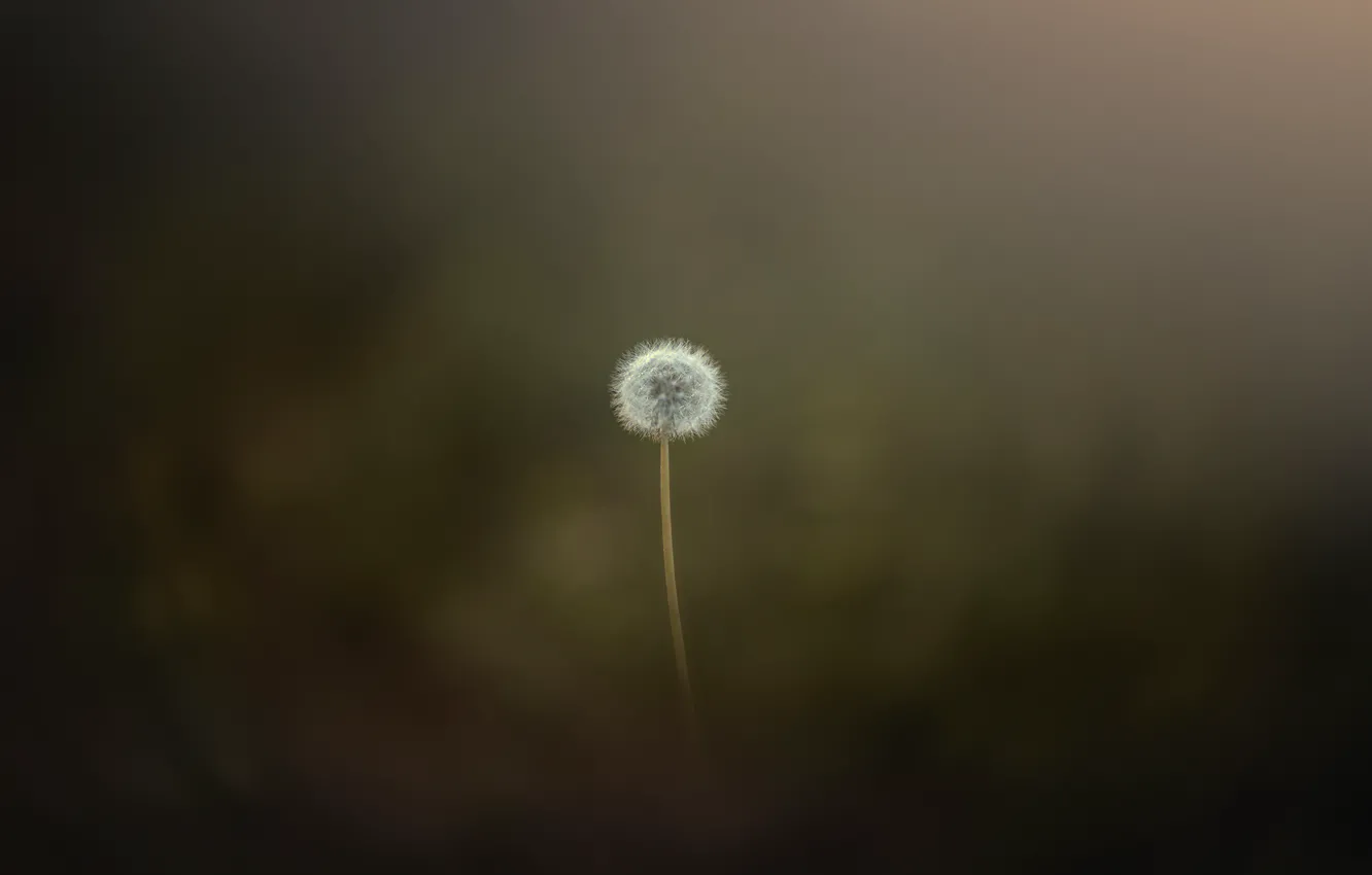 Photo wallpaper nature, dandelion, minimalism