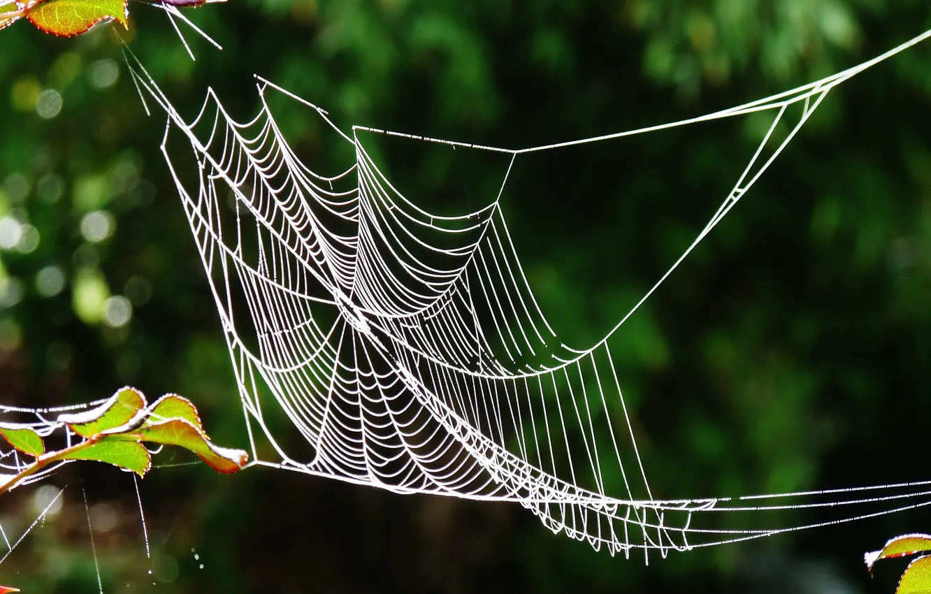 Photo wallpaper macro, web, macro