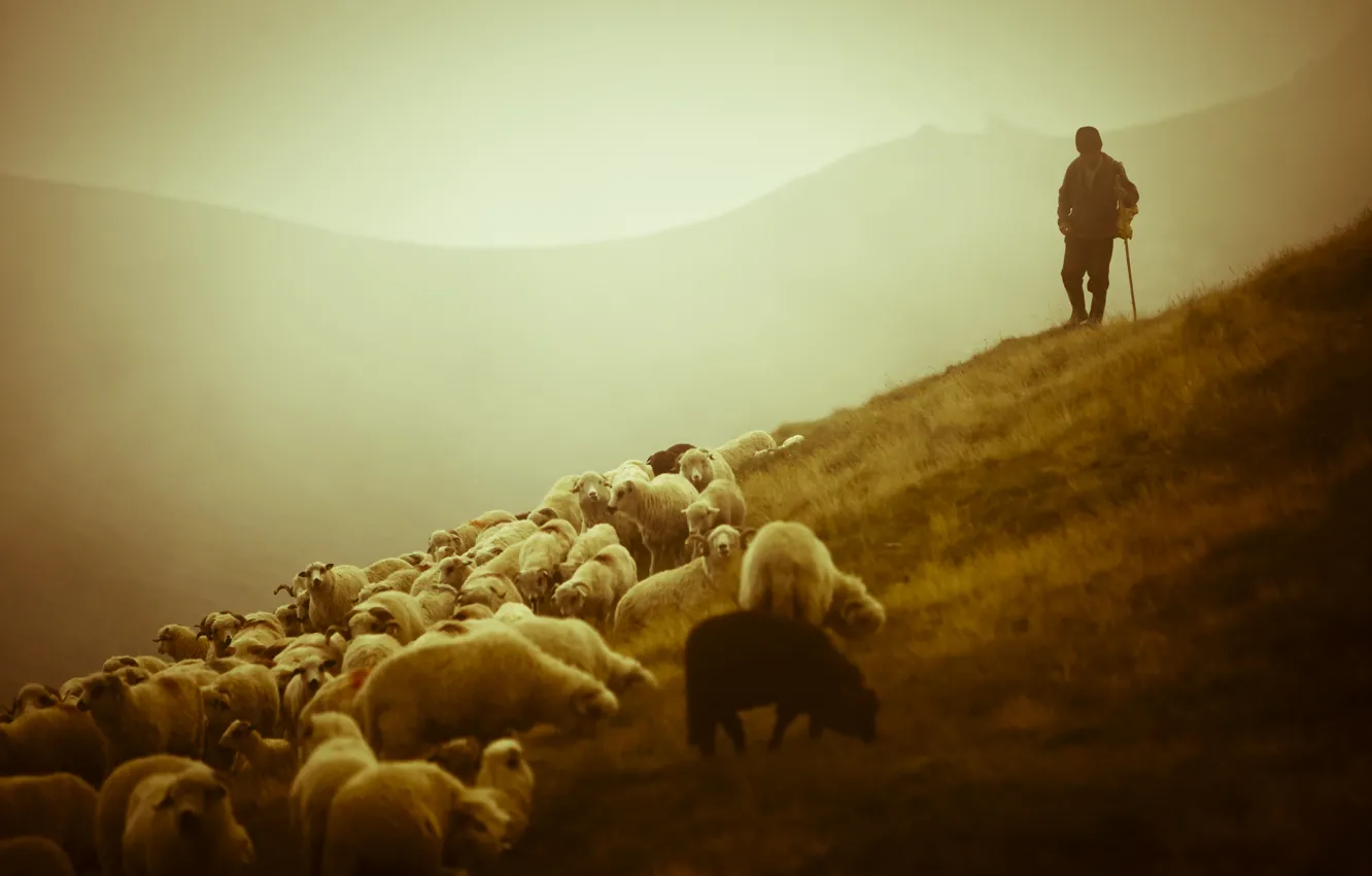 Photo wallpaper landscape, mountains, animal, sheep, beauty, sheep, shepherd, shepherd