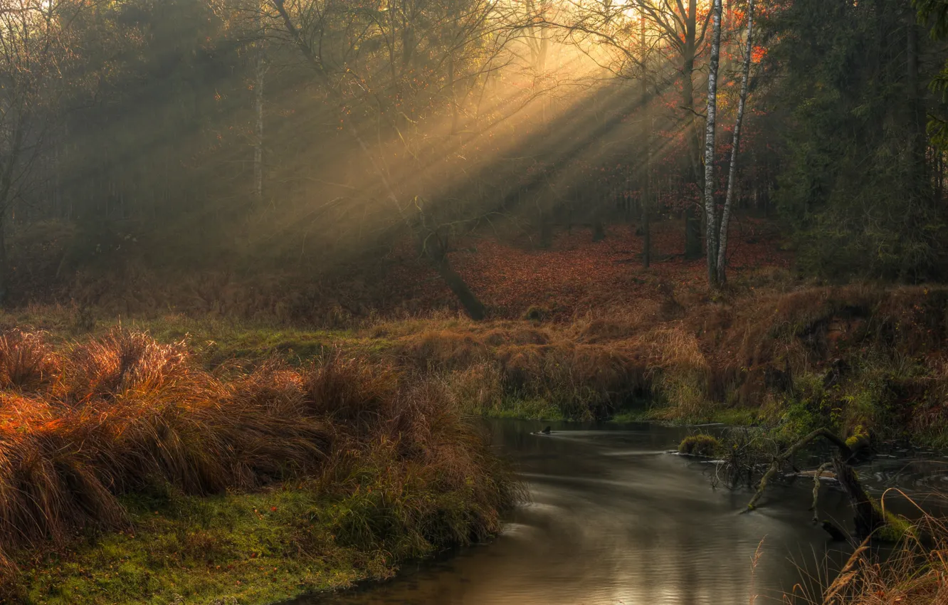Photo wallpaper autumn, forest, rays, nature, river