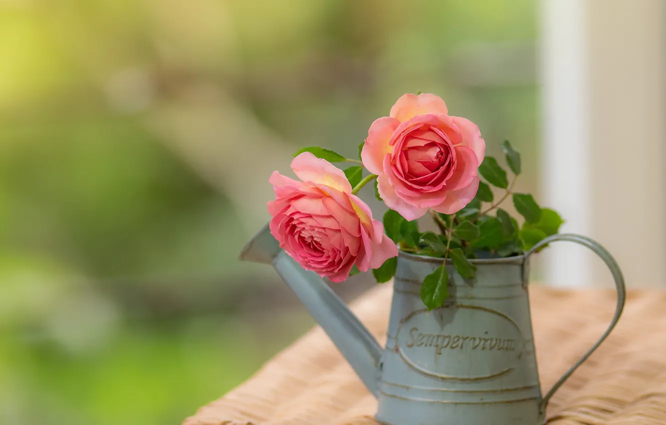Photo wallpaper summer, flowers, roses, lake, pink, Duo, bokeh, composition