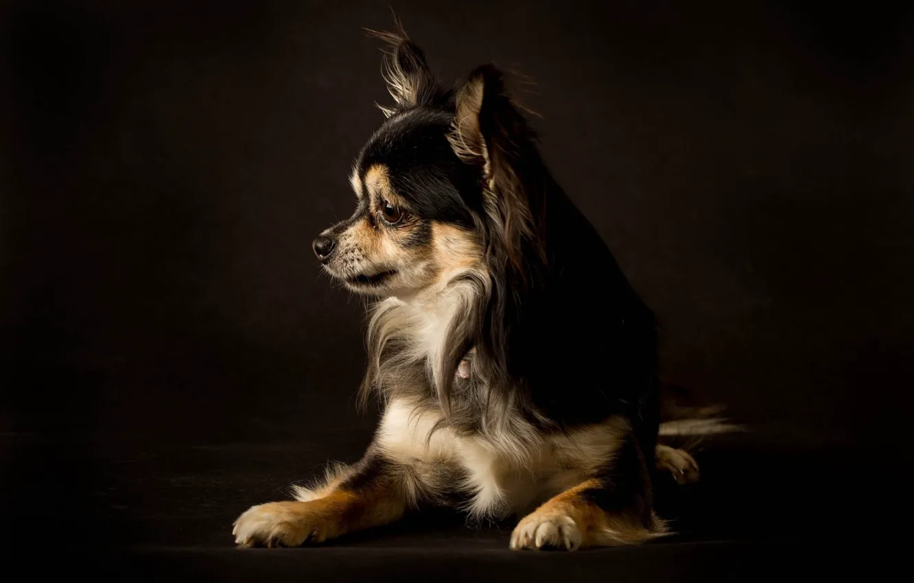 Photo wallpaper dog, dog, the dark background
